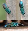 Chrysis fasciata